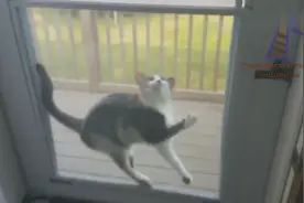 动物搞笑视频合集：这货绝对成精了图片