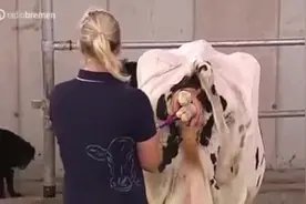 实拍数吨重的纯种奶牛生宝宝全过程