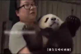 围观！饲养员说熊猫宝宝没有耳朵，结果宝宝怒了，后果很严重！视频封面