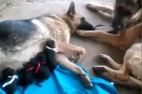 狗爸爸陪生产后喂奶的老婆不停的舔她的鼻子，网友都感动的擦眼泪图片