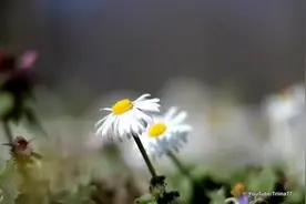 轻音乐《Beautiful》，温暖的旋律洗绦我们疲惫的心灵图片