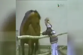 动物不是好惹的合集，动物逆袭人类搞笑来袭准备好快乐就好图片