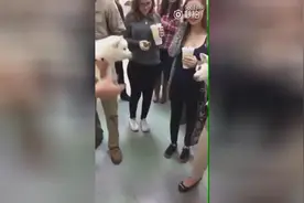 两只狗狗互看不爽，一言不合竟然吵起架来图片