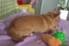 狗狗专注啃自己的铃铛，被主人打扰后，还翻白眼暗示主人快走开图片