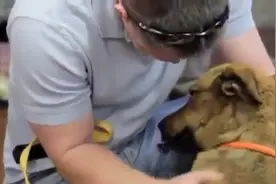 狗狗失踪7个月后与主人相认时的场面，眼泪快忍不住掉下来了视频封面