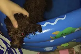 实拍给泰迪洗头，狗狗主动把头靠在边上，很享受主人的头部按摩图片