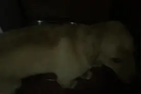 主人回家，金毛早早出来迎接，主人，今天给我带好吃的了吗？图片