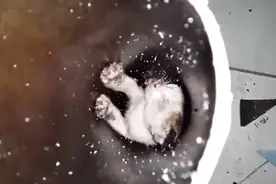 拯救一只被困在下水道管内的可怜的小猫咪，随时都有坠落的危险！视频封面