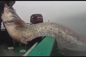 男子钓出2.6米长的巨型鲶鱼王，最后还是放生了图片