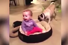 宝宝抢了狗窝，狗狗表示不服，接下来它的举动出人意外视频封面