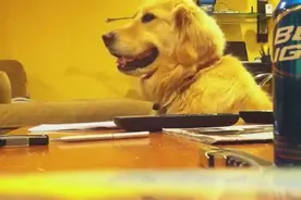 超爱听音乐的黄金犬咧嘴笑，头上下摆动，不给听就变脸怒瞪主人图片