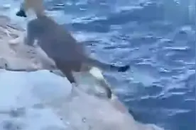 实拍喵星人抓鱼的瞬间 神一样的速度图片