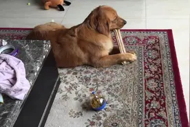 大金毛有了骨头之后，完全无视主人发牢骚，能让我静静的啃一会吗图片