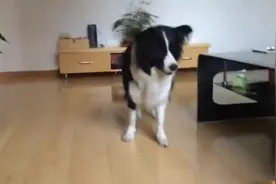 边牧大惊失色不敢靠近，大汪表示一定是玩具太丑了，不是我胆子小图片