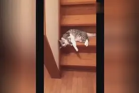 一只患了懒癌的猫是如何下楼梯的图片