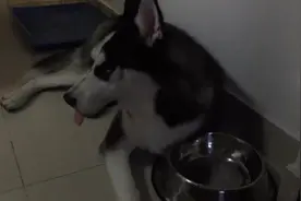 二哈放完风回来又累又渴，不搭理主人，本汪累了铲屎的快退下图片