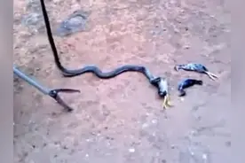 鸡笼子里发现眼镜蛇 主人抓住后蛇把吃的小鸡全吐了出来！