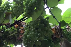 姑姑家的家门口，种了一棵葡萄，一串一串的还没成熟视频封面