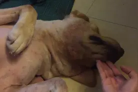 主人用好吃的引诱狗狗起来，汪星人发现被骗以后，看那责怪的眼神图片