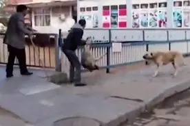 一只受伤的流浪狗，过路男子当着狗狗朋友们的面把它扔桥下去了！图片