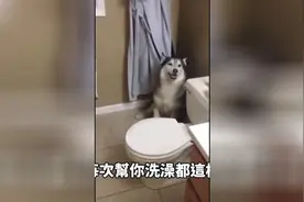 打死不洗澡的哈士奇，耍脾气也如此中二图片