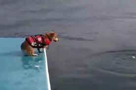 你见过小短腿柯基犬跳水么？笑翻了！