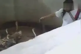 印度阿三在眼镜蛇群中捕蛇，难道眼镜蛇不咬人？视频封面