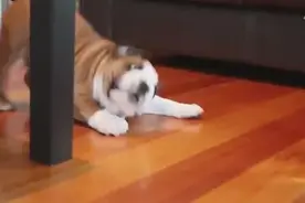 呆萌汪星人夏日戏水集锦狗狗搞笑视频图片