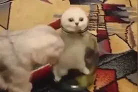 贪玩小猫咪掉进罐子里出不来，样子好呆萌图片