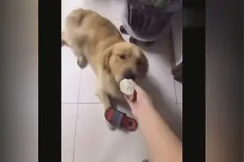 狗也爱吃饺子，一个饺子就让它出卖了主人！图片