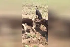 东北玉米地出现30多斤巨大老鼠？4条狼狗hold不住！