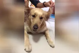狗狗说，虽然我很丑，但是我很温柔图片