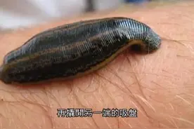 池塘的水下现神秘生物，看后你还敢去游泳吗？图片