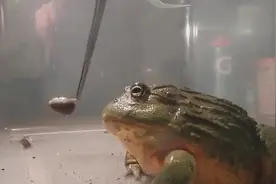 实拍非洲牛蛙吃饭 胃口好大图片