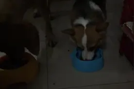 两小只的吃饭训练，主人说NO就停说吃就开动，狗狗们表现棒棒哒图片