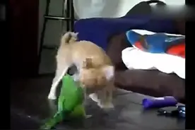 鹦鹉和狗千万别一起养 不然会悲剧