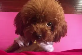 狗狗疯狂想上沙发，铲屎的你再不抱我上去，你可要失去你的宝宝了图片