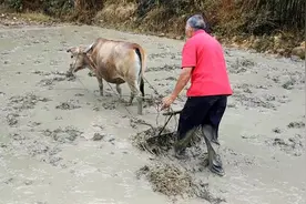 牛是人类最好的伙伴，农忙的季节它是最辛苦的了，令人难忘的画面