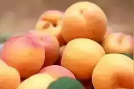 权威发布 | 城阳少山红杏节采摘美食全攻略图片