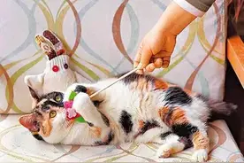 怎么做猫玩具？让家里的小猫更有活力图片