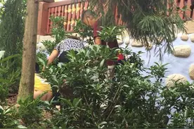 男孩上海迪士尼草地上大便 老人一旁掩护图片