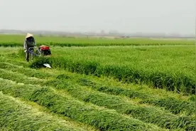 手扶式苜蓿草收割机 小型行走式割晒机8500视频封面