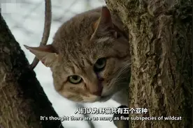 这种猫很帅脾气很糟糕 见人漏凶相 是所有家猫祖先视频封面
