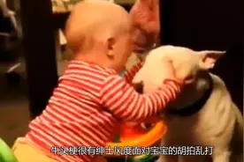 熊孩子与狗狗玩耍，狗狗却将宝宝的裤子拽掉了，妈妈在一旁笑翻了视频封面
