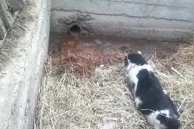 猫咪抓老鼠，吃货老鼠看到猫居然不跑，我还没吃饱视频封面