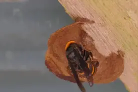 马蜂是怎样筑巢的？看完你就知道什么是艺术建筑大师了！视频封面