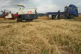 多雨三夏  沃得锐龙4LZ-5.0E联合收割机备受欢迎图片