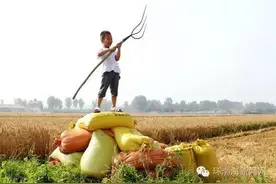 唐山：麦子熟了！| 如果遇见，你会帮街边卖菜的老人么？图片