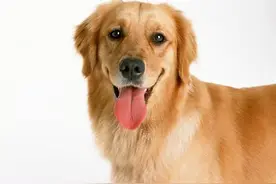 狗狗骨折了怎么办？狗狗骨折后怎么保养？图片