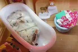 仓鼠懒懒地躺在浴缸里啃瓜子，这条件比我还要好！